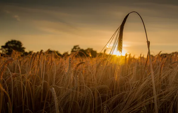 Picture wheat, field, sunset, ear, ears