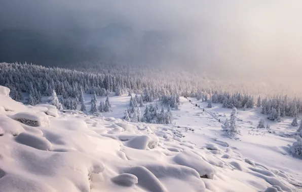 Winter, frost, forest, snow, mountains, fog, view, morning