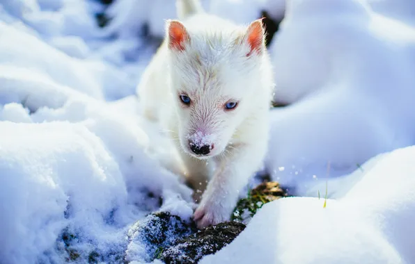 Winter, white, look, light, snow, nature, wolf, the snow