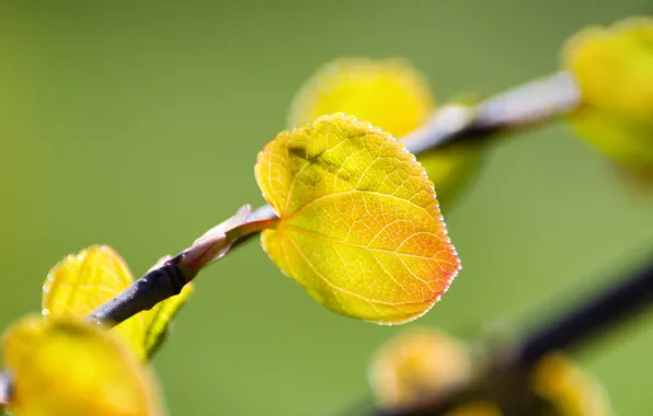 Leaves, branch, yellow, leaves
