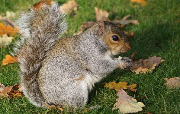 Autumn, grass, leaves, the sun, nature, grey, protein, bokeh