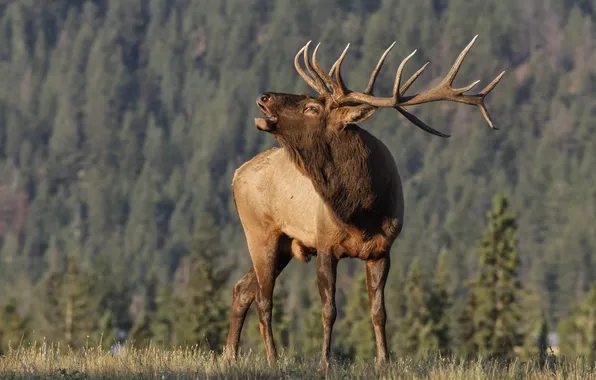 Picture horns, canada, canadian, bull, deer, fall, elk, bugle