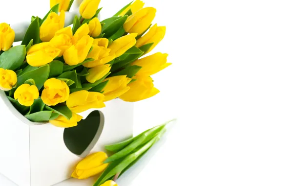 Flowers, yellow, tulips