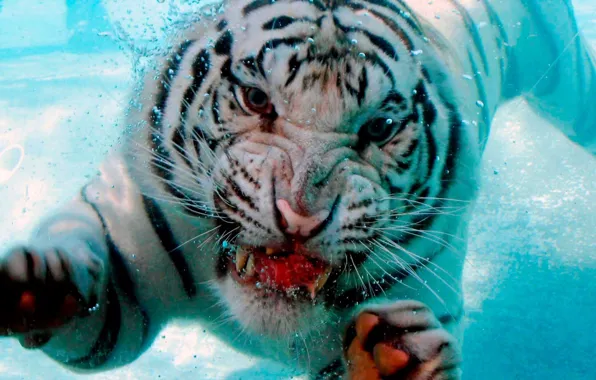 Water, bubbles, tiger, bubbles, background, mouth, fangs, dip