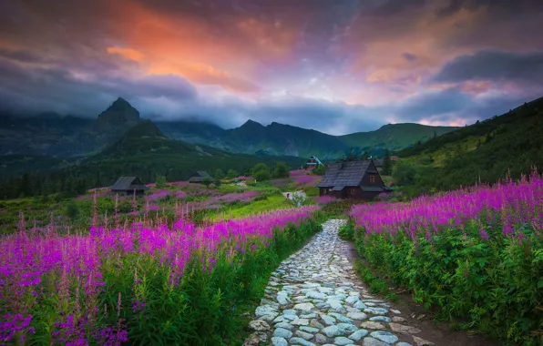 Flowers, mountains, Poland, houses, path, Tatras, Ivan-tea