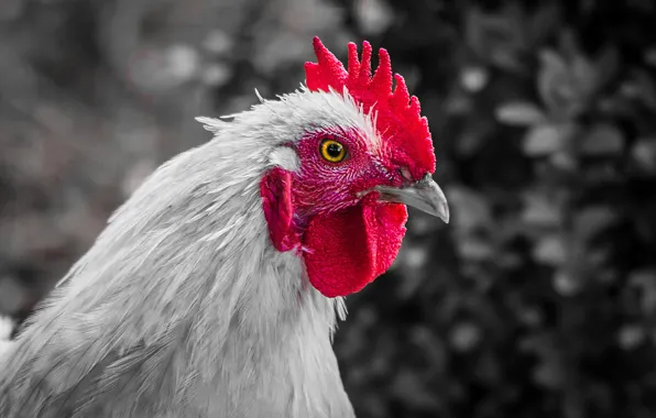 Background, bird, chicken