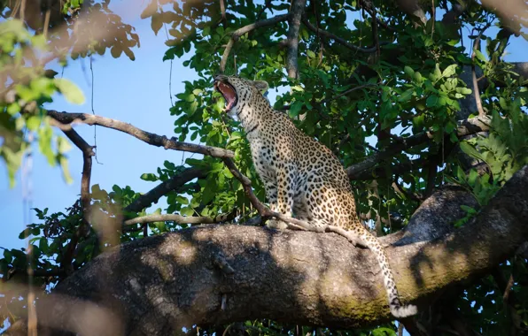 Predator, leopard, sitting, wild cat, yawns, on the tree