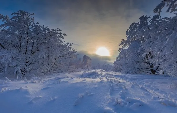 Picture winter, snow, trees, sunset, the snow, Russia, Maxim Podosinnikov