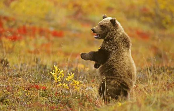 Picture bear, bear, stand, grizzly