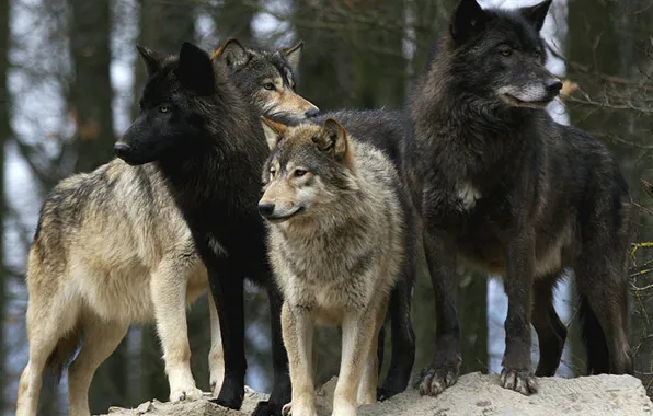 Nature, snow, predator, face, animal, wolf, wildlife, portrait
