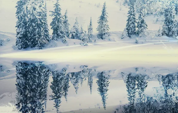 Winter, snow, reflection, tree