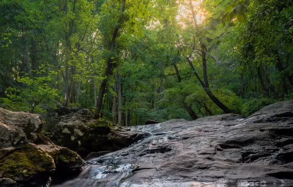 Picture forest, summer, trees, nature, stones, water flows