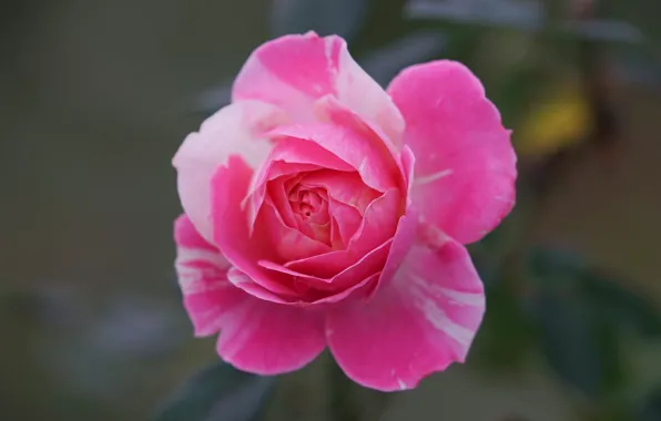 Picture pink, rose, petals, Bud, bokeh