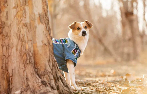 Look, light, nature, tree, foliage, clothing, dog, puppy