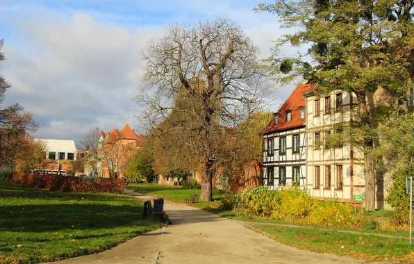 Tree, street, alley, building