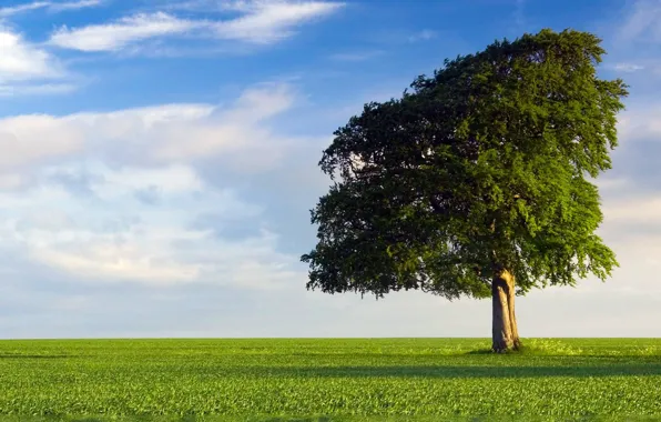 Picture grass, sky, Tree, field, nature, spring