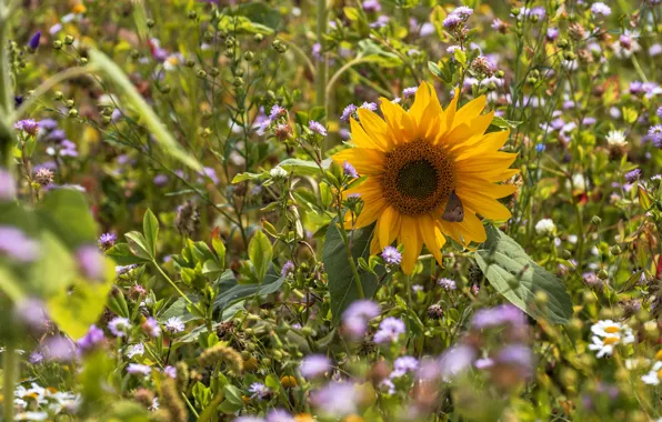 Flower, summer, yellow, butterfly, sunflower, meadow, clover, bokeh