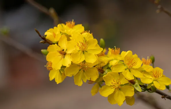 Picture flowers, branches, yellow, background, spring, flowering