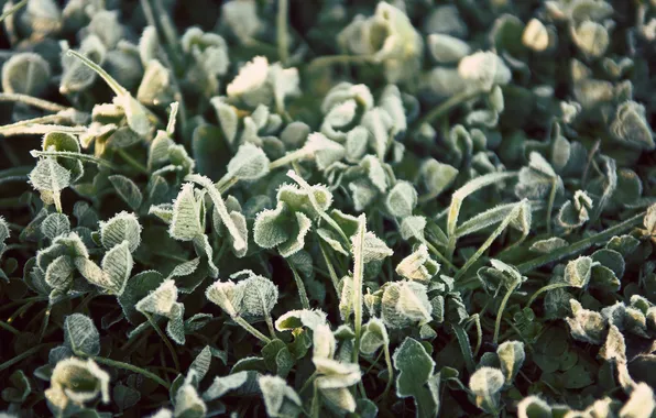 Grass, leaves, macro, plant, hairs