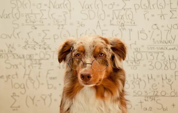 Picture background, dog, glasses