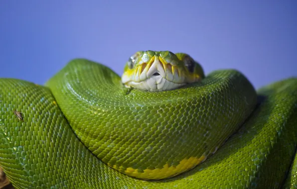 Picture python, ssssshhhhhh, Healesville Sanctuary