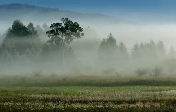 Landscape, nature, fog, morning