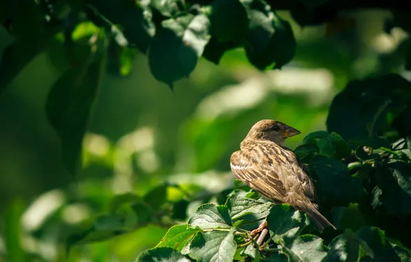 Picture leaves, bird, branch, Sparrow
