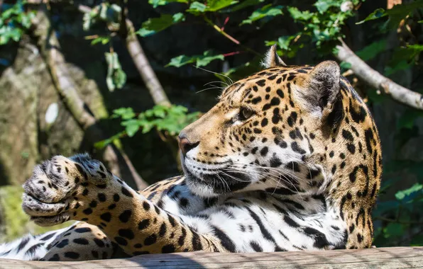 Cat, the sun, paw, Jaguar, profile, log
