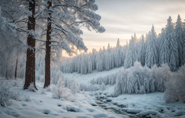 Winter, frost, forest, the sky, light, snow, trees, landscape
