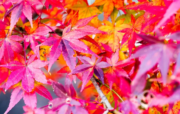 Picture autumn, leaves, nature, paint, maple