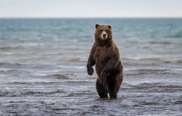 Picture bear, Alaska, Alaska, stand, grizzly, Lake Clark National Park, lake Clark