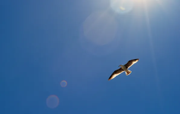 The sky, the sun, glare, bird, wings, Seagull, in the air, soars