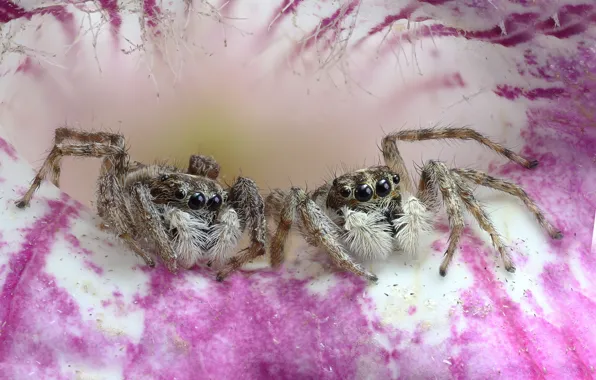 Flower, spiders, spider, a couple, jumper