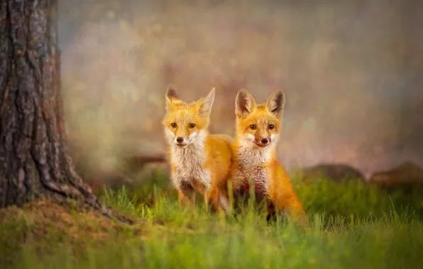 Nature, tree, glade, treatment, Fox, Fox, a couple, cubs