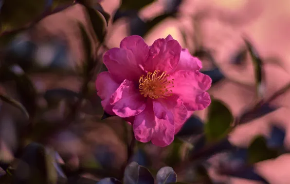 Flower, leaves, light, branches, pink, blur, spring, pink background