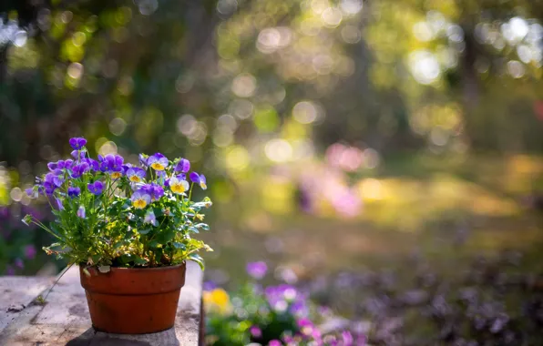 Flowers, background, pot