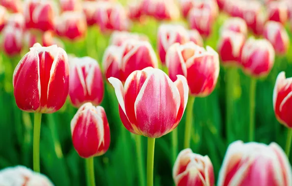 Flowers, spring, tulips, red, buds, flowerbed, bokeh, two-tone
