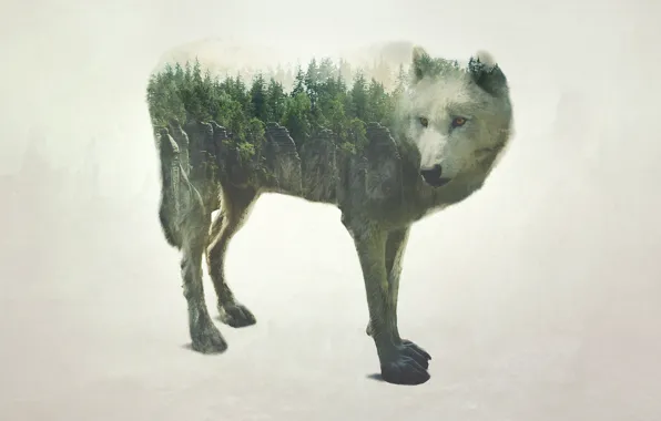 Picture forest, nature, rock, wolf, treatment