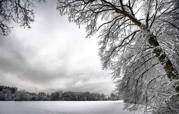 White, snow, trees, Winter