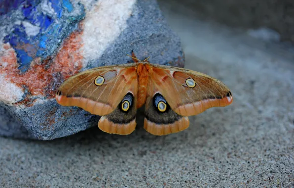 Picture background, butterfly, stone, blur