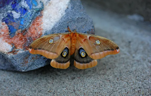 Background, butterfly, stone, blur