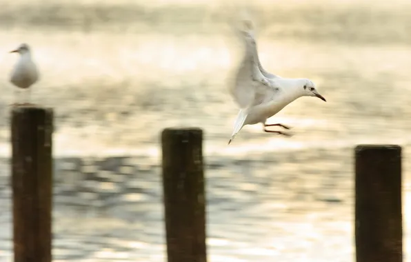 Picture nature, background, bird