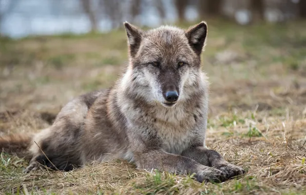 Face, grey, stay, wolf, predator, paws, lies, fur