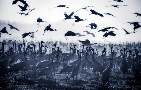Birds, flock, hundreds