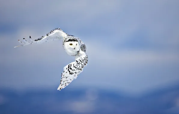 Picture BACKGROUND, The SKY, SPOT, WINGS, FLIGHT, BIRD, OWL, PREDATOR