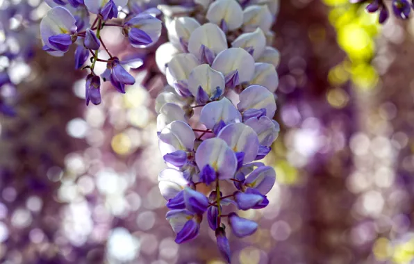 Bunch, Wisteria, Wisteria