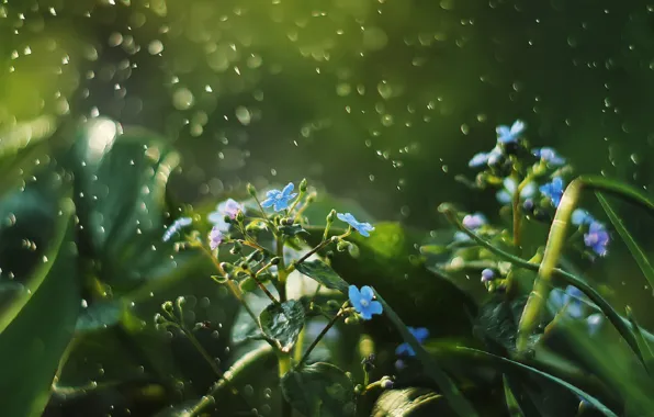 In the grass, forget-me-nots, blur bokeh