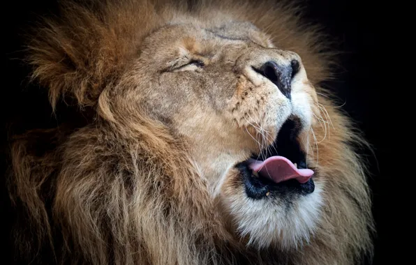 Portrait, Leo, king, mane, yawns