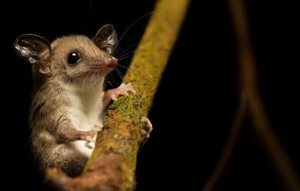 Picture nature, Mouse opossum, Marmosops