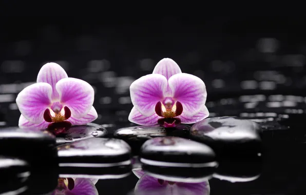 Water, flowers, stones, Orchid